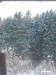 Zimný les 2013